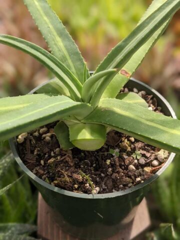 Lg. Beautiful Nizanda Green Striped Agave Plant (agave nizandensis sp) - Image 2