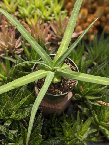 Lg. Beautiful Nizanda Green Striped Agave Plant (agave nizandensis sp) - Image 4