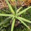 Lg. Beautiful Nizanda Green Striped Agave Plant (agave nizandensis sp)