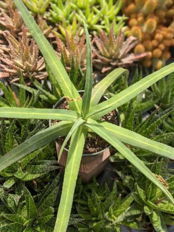 Lg. Beautiful Nizanda Green Striped Agave Plant (agave nizandensis sp)