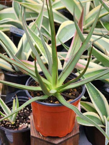 Alternative view of Lg. Long-leaf Ocahui Agave Plant (agave ocahui longifolia)