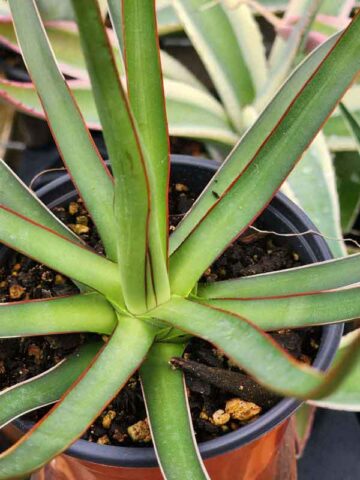 Lg. Long-leaf Ocahui Agave Plant (agave ocahui longifolia)