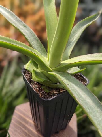 Lg. Long-leaf Ocahui Agave Plant (agave ocahui longifolia) - Image 4