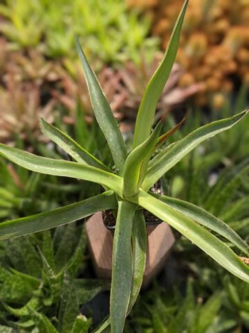 Lg. Long-leaf Ocahui Agave Plant (agave ocahui longifolia)