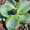 Lg. Agave Area 51 Flying Saucer Agave Plant (agave pachysandra spade leaf)