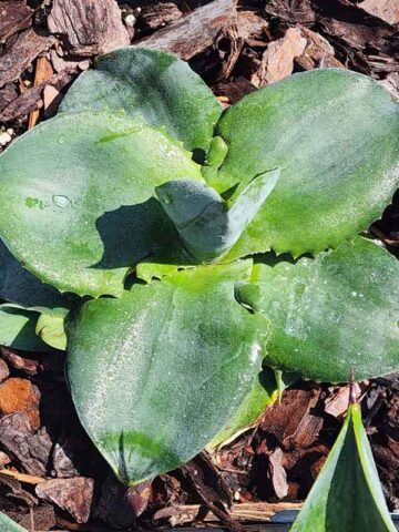 Lg. Agave Area 51 Flying Saucer Agave Plant (agave pachysandra spade leaf)