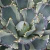 Lg. Elegant Bluewinds Agave Plant (agave potatorum sp)