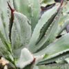 Lg. Square Leaf Cubic Agave Plant (agave potatorum sp)