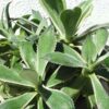 Lg. Large Japanese Cultivar Potatorum Agave Plant (potatorum variegata)