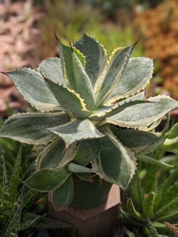 Lg. Large Japanese Cultivar Potatorum Agave Plant (potatorum variegata)