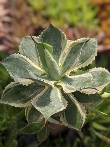 Lg. Large Japanese Cultivar Potatorum Agave Plant (potatorum variegata) - Image 2