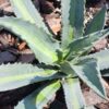 Lg. Neon Lime Medio-Picta Agave Plant (agave protoamericana)