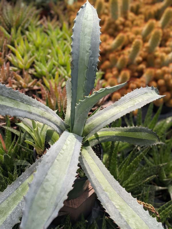 Lg. Neon Lime Medio-Picta Agave Plant (agave protoamericana) - Image 5