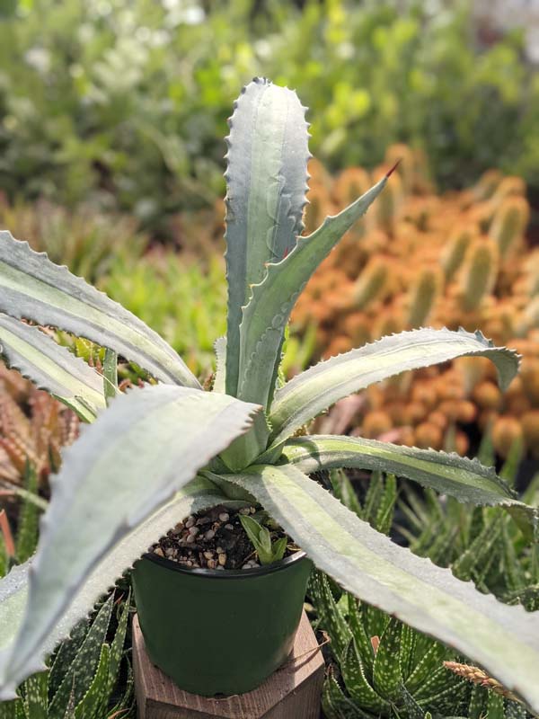 Lg. Neon Lime Medio-Picta Agave Plant (agave protoamericana) - Image 7