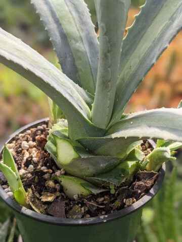 Lg. Neon Lime Medio-Picta Agave Plant (agave protoamericana) - Image 6