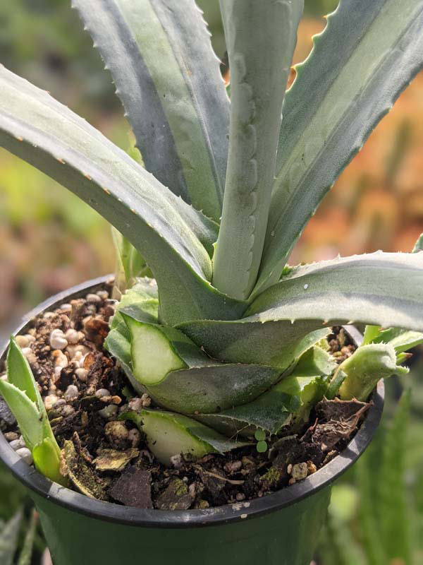 Lg. Neon Lime Medio-Picta Agave Plant (agave protoamericana) - Image 6