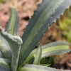 Lg. Neon Lime Medio-Picta Agave Plant (agave protoamericana)