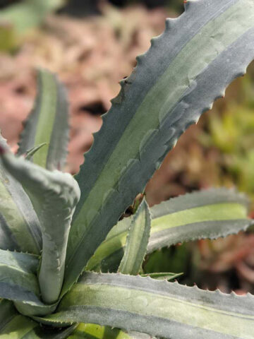 Lg. Neon Lime Medio-Picta Agave Plant (agave protoamericana)
