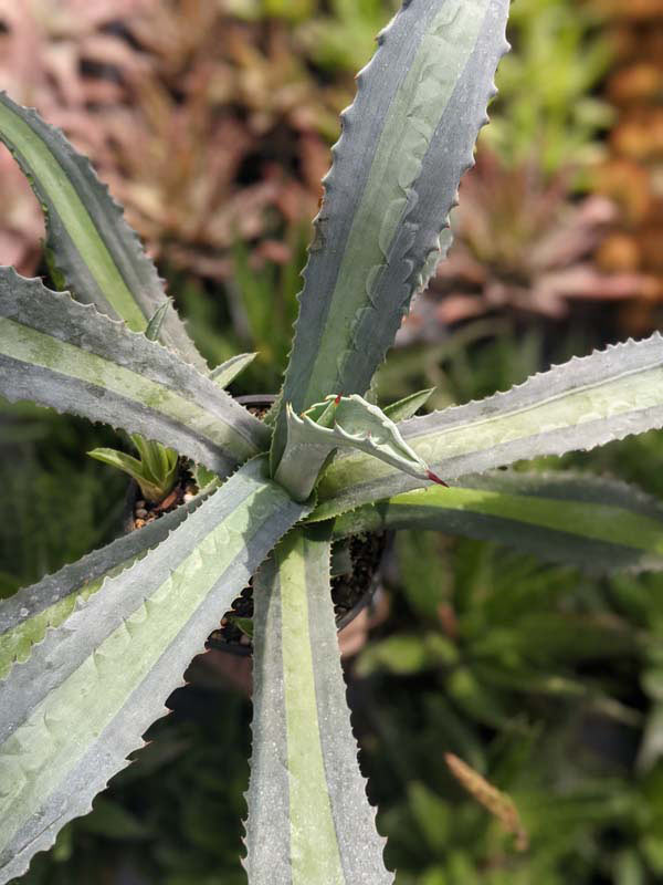 Lg. Neon Lime Medio-Picta Agave Plant (agave protoamericana) - Image 4
