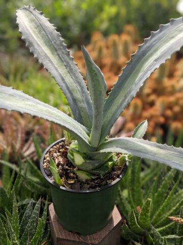 Lg. Neon Lime Medio-Picta Agave Plant (agave protoamericana) - Image 3