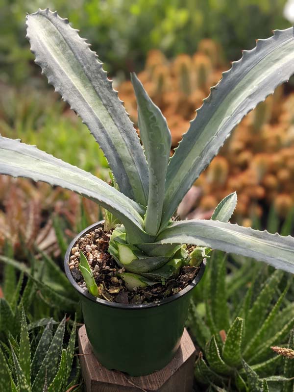 Lg. Neon Lime Medio-Picta Agave Plant (agave protoamericana) - Image 3