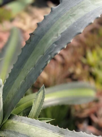 Alternative view of Lg. Neon Lime Medio-Picta Agave Plant (agave protoamericana)