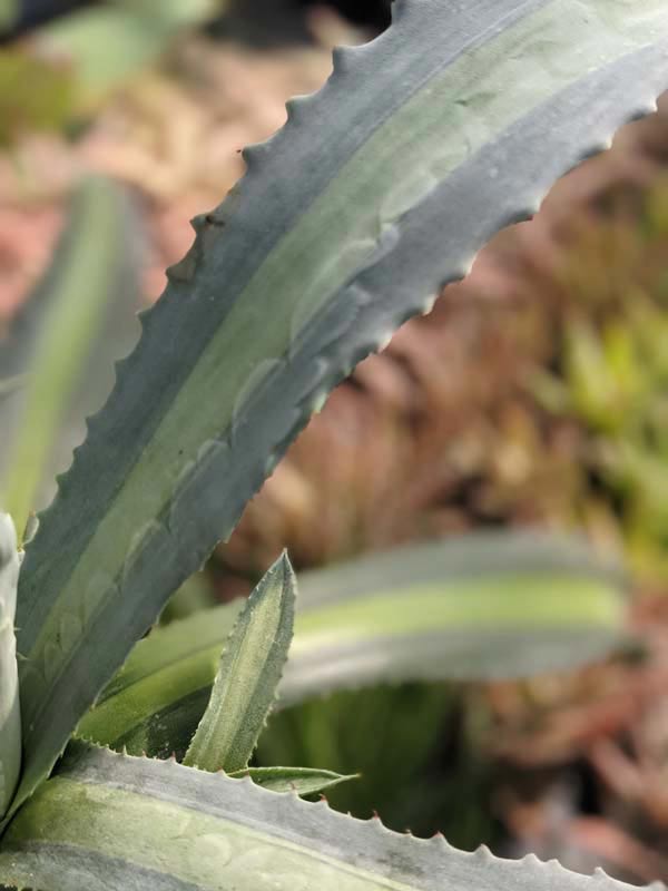 Lg. Neon Lime Medio-Picta Agave Plant (agave protoamericana) - Image 2
