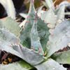 Lg. The Claw Agave Plant (agave parrasana meat hook)