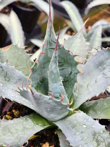 Lg. The Claw Agave Plant (agave parrasana meat hook)