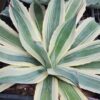 Lg. High Contrast Snowfall Agave Plant (agave sp)