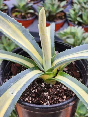 Lg. Ferox Medio Picta Agave Plant (agave salmiana sp)