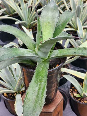 Alternative view of Lg. Blue Zebra Agave Plant (agave sp)