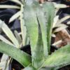 Lg. Blue Zebra Agave Plant (agave sp)