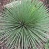 Lg. Fancy Hedgehog Agave Plant (agave stricta)