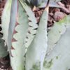 Lg. Titanota Black and Blue Agave Plant (agaves sp)