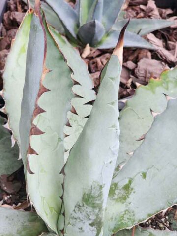 Lg. Titanota Black and Blue Agave Plant (agaves sp)