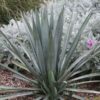 XL True Blue Tequila Agave, Weber Azul Agave Plant (agave tequilana)