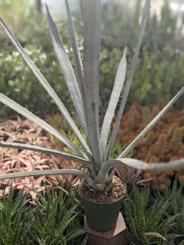 Lg. True Blue Tequila Agave, Weber Azul Agave Plant (agave tequilana) - Image 4