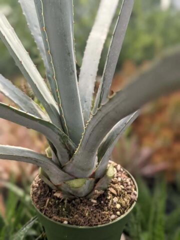 Lg. True Blue Tequila Agave, Weber Azul Agave Plant (agave tequilana) - Image 2