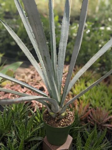 Lg. True Blue Tequila Agave, Weber Azul Agave Plant (agave tequilana) - Image 8