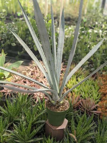 Lg. True Blue Tequila Agave, Weber Azul Agave Plant (agave tequilana) - Image 6