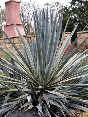 XL Tequila Sunrise Variegated True Tequila Agave Plant (agave tequilana marginata)