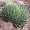 Popular Classic Round Queen Victoria Agave Plant (agave victoriae regina)