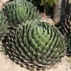 Lg. Popular Classic Round Queen Victoria Agave Plant (agave victoriae regina)