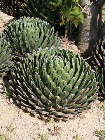 Lg. Popular Classic Round Queen Victoria Agave Plant (agave victoriae regina)