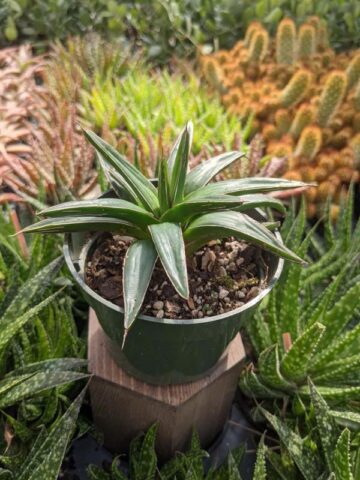 Popular Classic Round Queen Victoria Agave Plant (agave victoriae regina) - Image 11