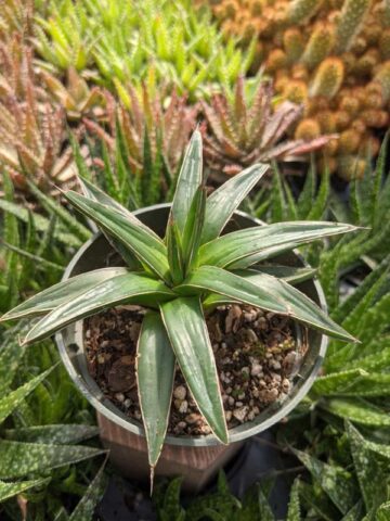Lg. Popular Classic Round Queen Victoria Agave Plant (agave victoriae regina) - Image 8