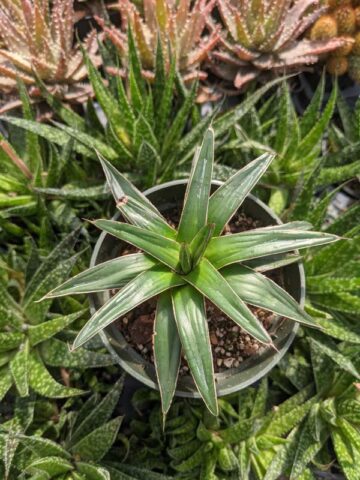 Lg. Popular Classic Round Queen Victoria Agave Plant (agave victoriae regina) - Image 9