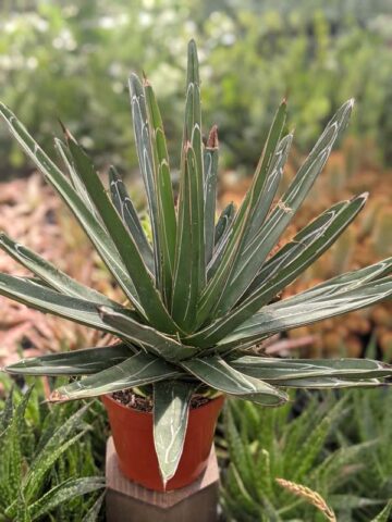 Lg. Popular Classic Round Queen Victoria Agave Plant (agave victoriae regina) - Image 10