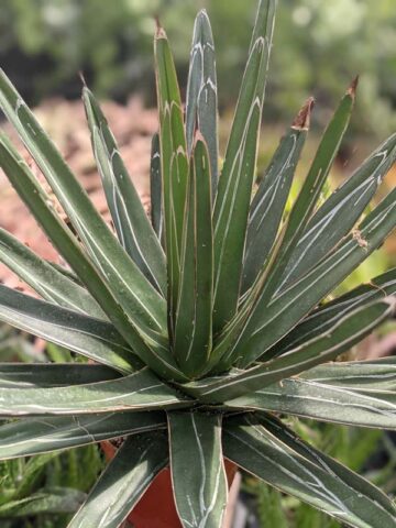 Popular Classic Round Queen Victoria Agave Plant (agave victoriae regina) - Image 12